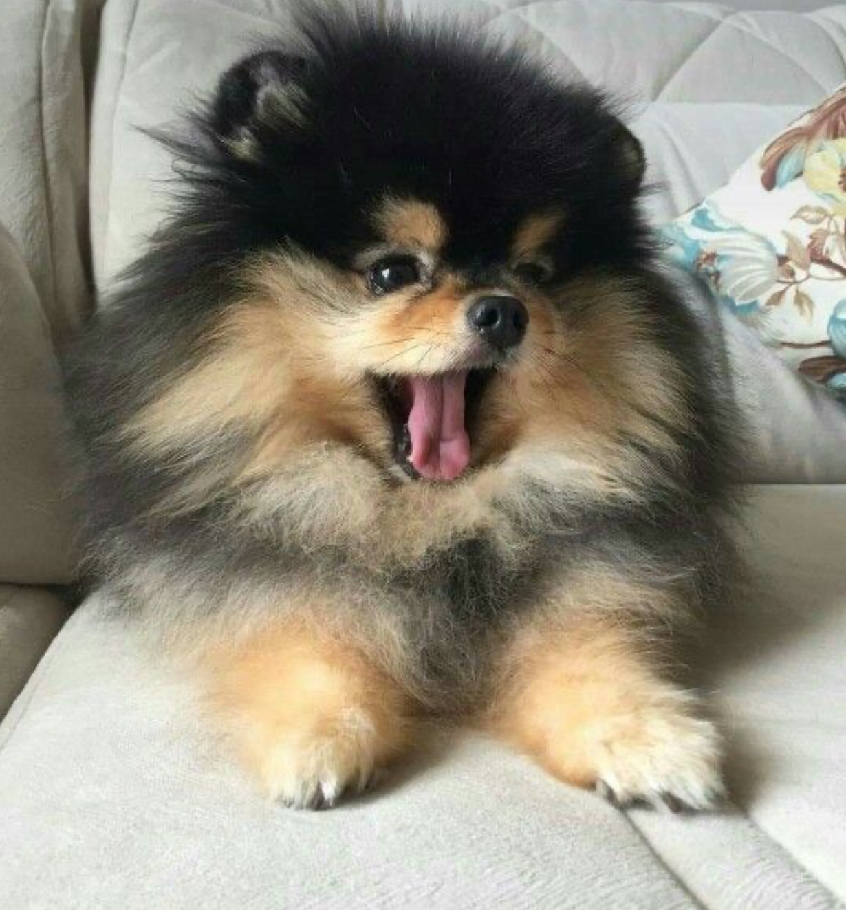pomerian rasa